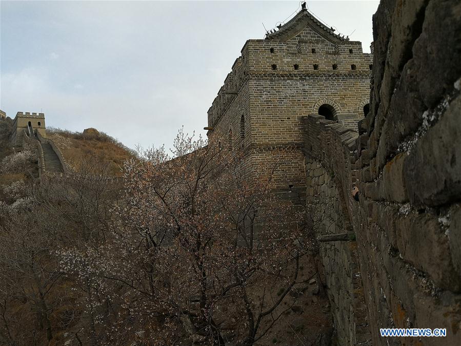 (Beijingcandid)CHINA-BEIJING-GREAT WALL-SPRING SCENERY (CN)