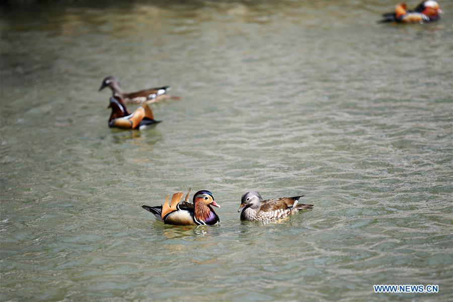 CHINA-HEILONGJIANG-HARBIN-SPRING-MANDARIN DUCK (CN)