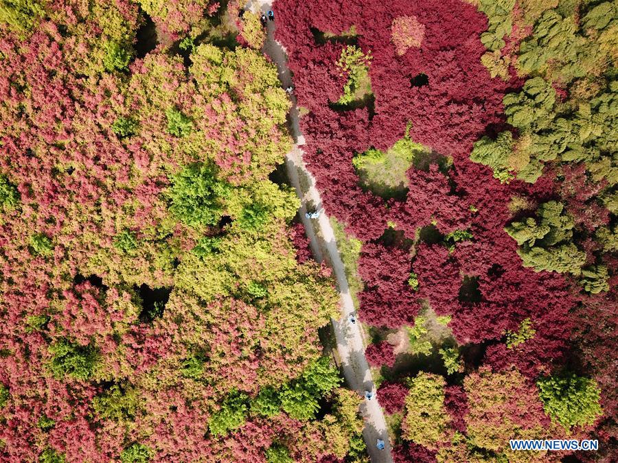 CHINA-ZHEJIANG-RED MAPLE (CN)