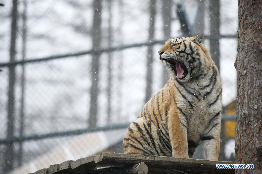 CHINA-HEILONGJIANG-SNOW-SIBERIAN TIGERS (CN)