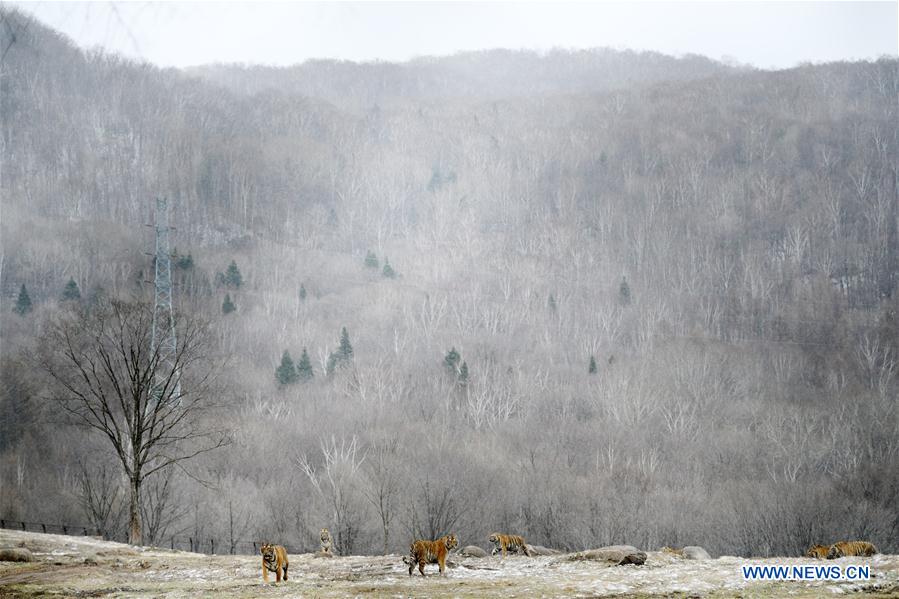 CHINA-HEILONGJIANG-SNOW-SIBERIAN TIGERS (CN)