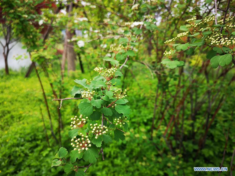 (BeijingCandid) CHINA-BEIJING-PARK (CN)