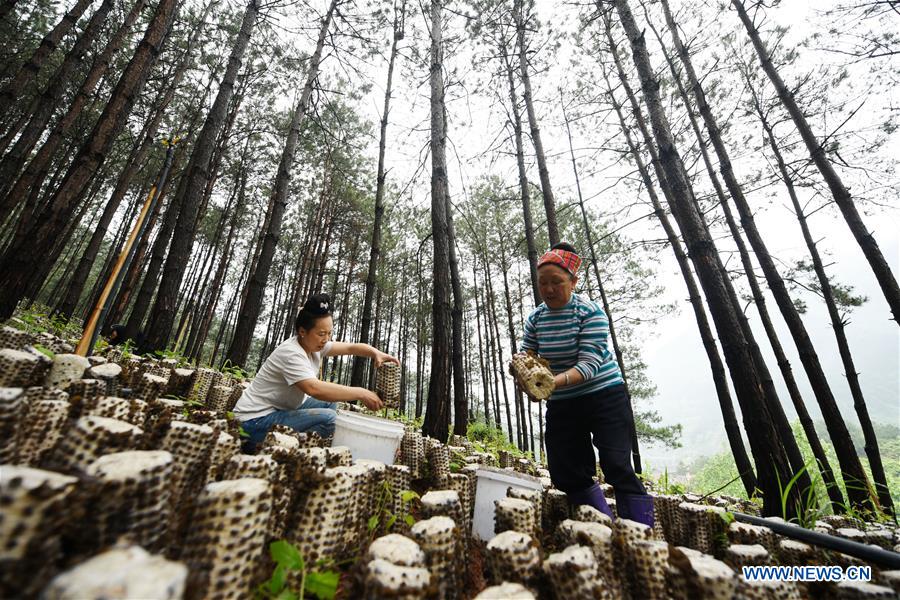 CHINA-GUIZHOU-JIANHE-AGRICULTURE-EDIBLE FUNGI (CN)