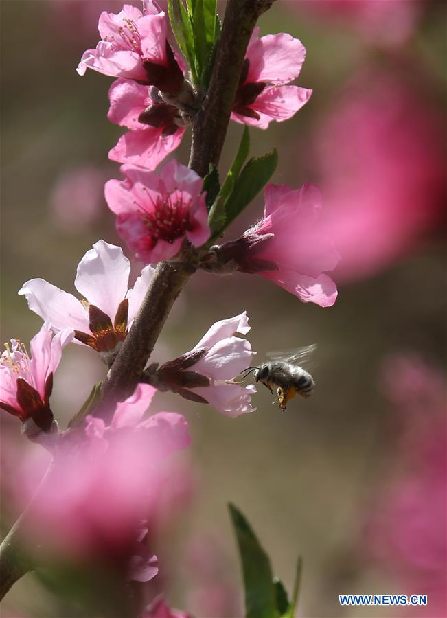 #CHINA-GANSU-DUNHUANG-PEACH BLOSSOM (CN)