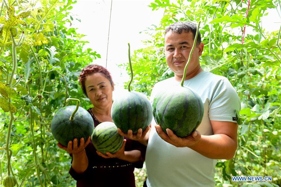 CHINA-XINJIANG-TURPAN-FRUIT-HARVEST (CN)