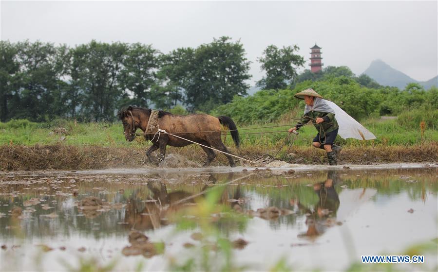 #CHINA-AGRICULTURE-SUMMER-FARM WORK (CN)