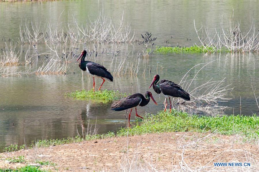 CHINA-SHANXI-XIAOYI-XIAOHE NATIONAL WETLAND PARK (CN)