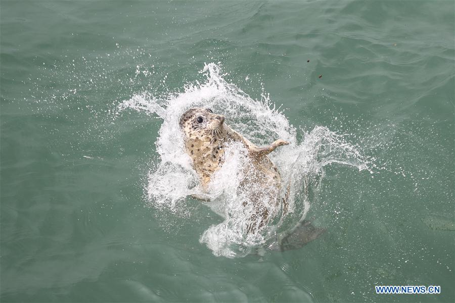 CHINA-LIAONING-DALIAN-RARE SEALS-RELEASE (CN)