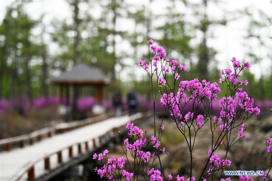 CHINA-HEILONGJIANG-YICHUN-AZALEA (CN)