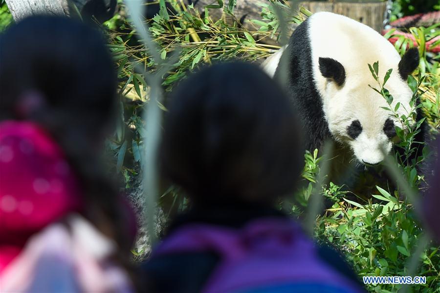 AUSTRIA-VIENNA-GIANT PANDA