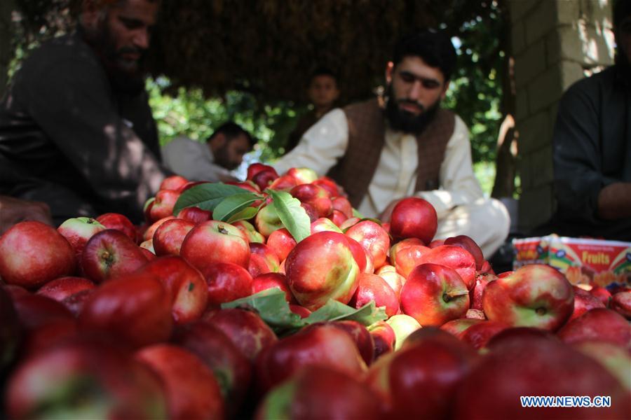 AFGHANISTAN-LAGHMAN-ECONOMY-AGRICULTURE