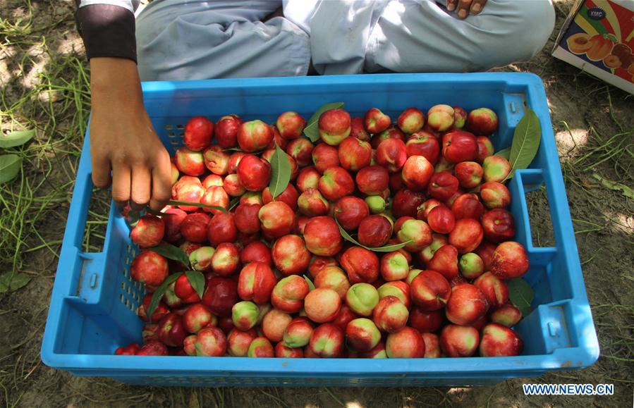 AFGHANISTAN-LAGHMAN-ECONOMY-AGRICULTURE