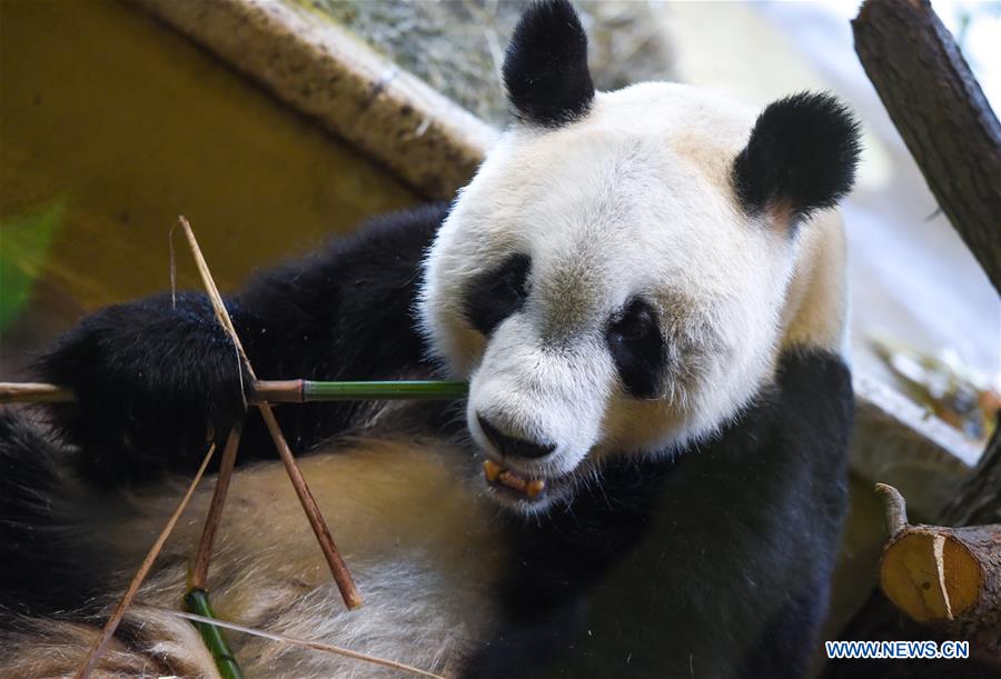 AUSTRIA-VIENNA-GIANT PANDA-YUAN YUAN