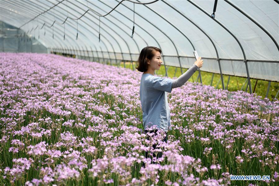 CHINA-ANHUI-TONGYANG-FLOWER ECONOMY(CN)