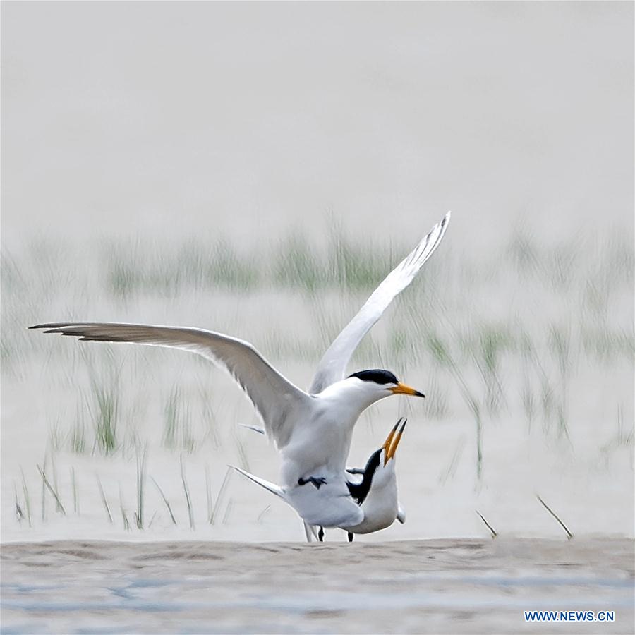 CHINA-FUJIAN-FUZHOU-MINJIANGKOU WETLAND-BIRDS (CN)