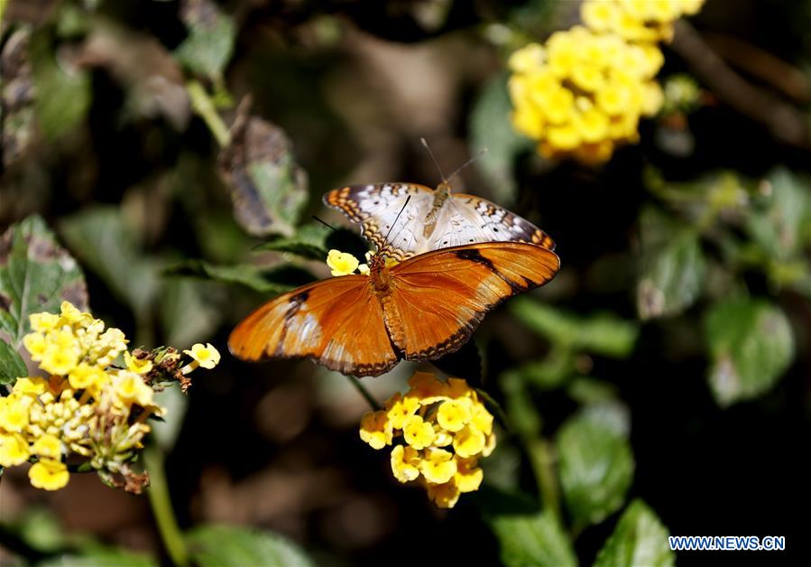 U.S.-LOS ANGELES-BUTTERFLY EXHIBITION