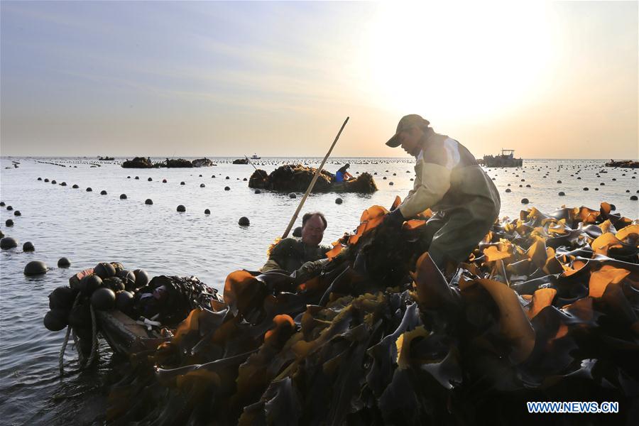 #CHINA-SHANDONG-RONGCHENG-KELP-HARVEST (CN)