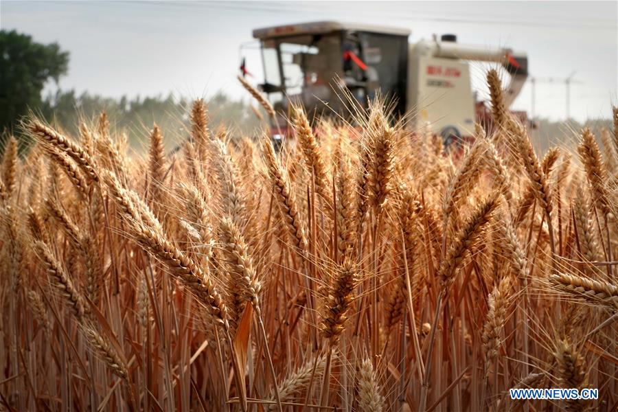 CHINA-HENAN-WHEAT-HARVEST (CN)