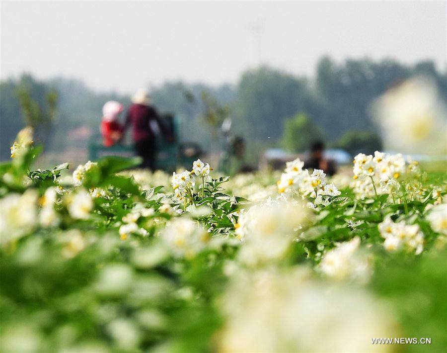 CHINA-SHANDONG-JIAOZHOU-POTATO FLOWERS (CN)