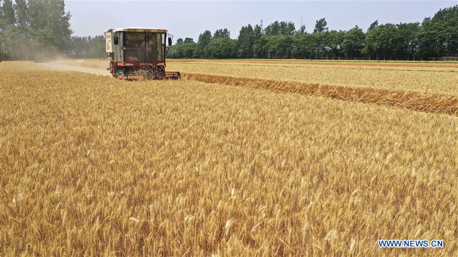 #CHINA-WHEAT-HARVEST (CN)