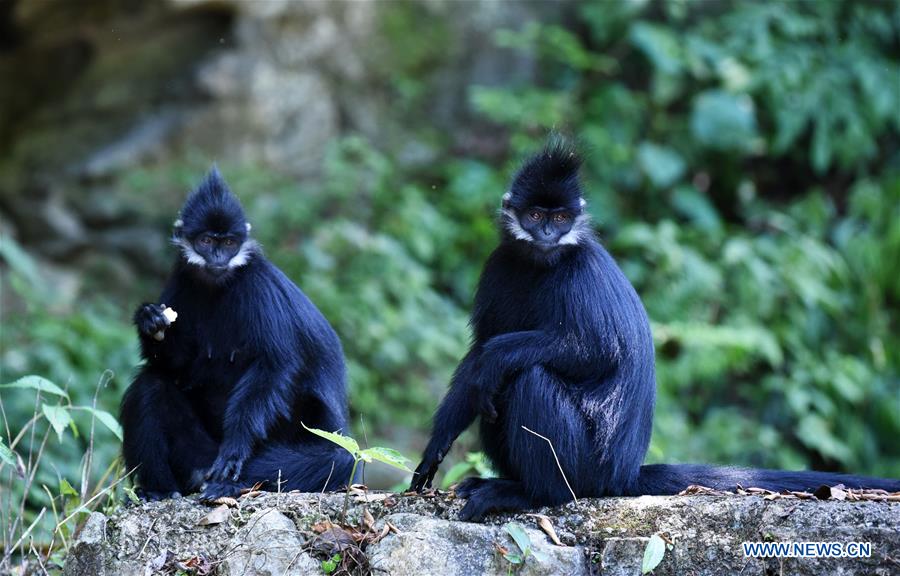 CHINA-GUIZHOU-FRANCOIS' LANGUR-PROTECTION (CN)