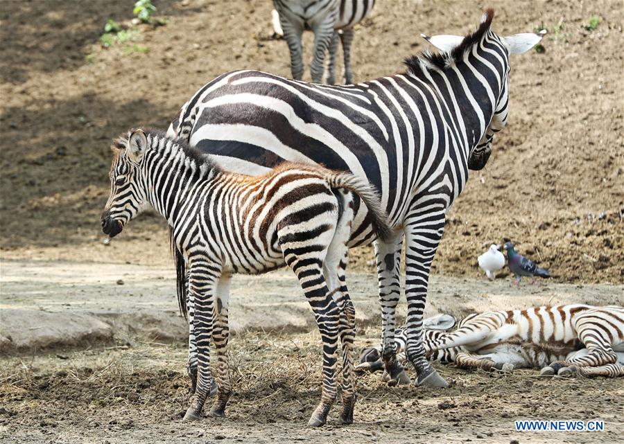 CHINA-SHENYANG-FOREST ZOOLOGICAL GARDEN-ANIMAL CUBS(CN)