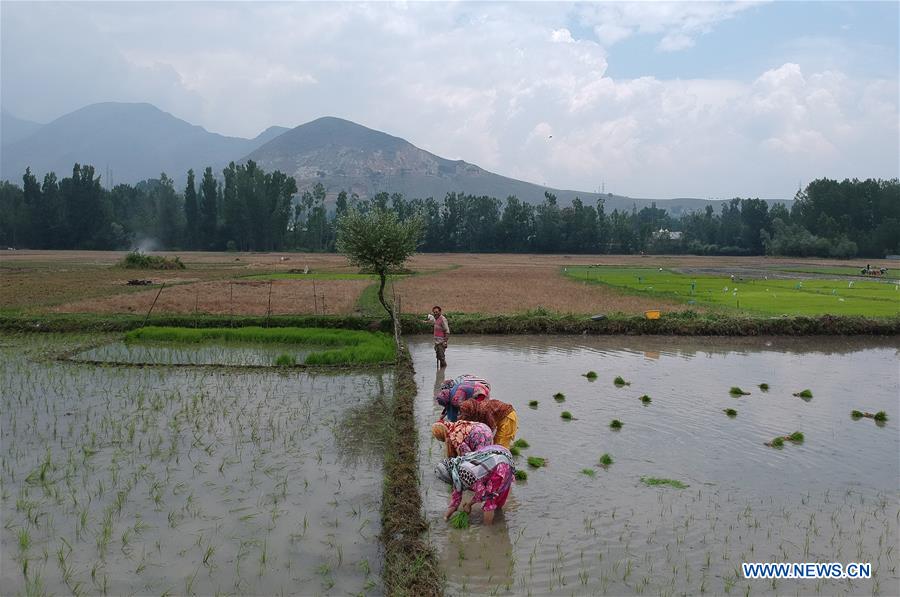 KASHMIR-SRINAGAR-RICE PLANTING