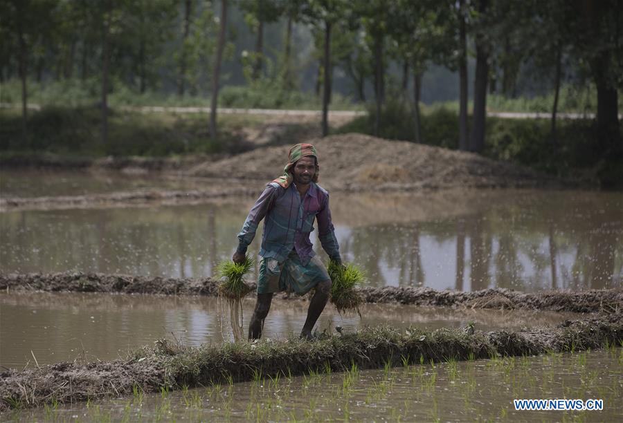 KASHMIR-SRINAGAR-RICE PLANTING