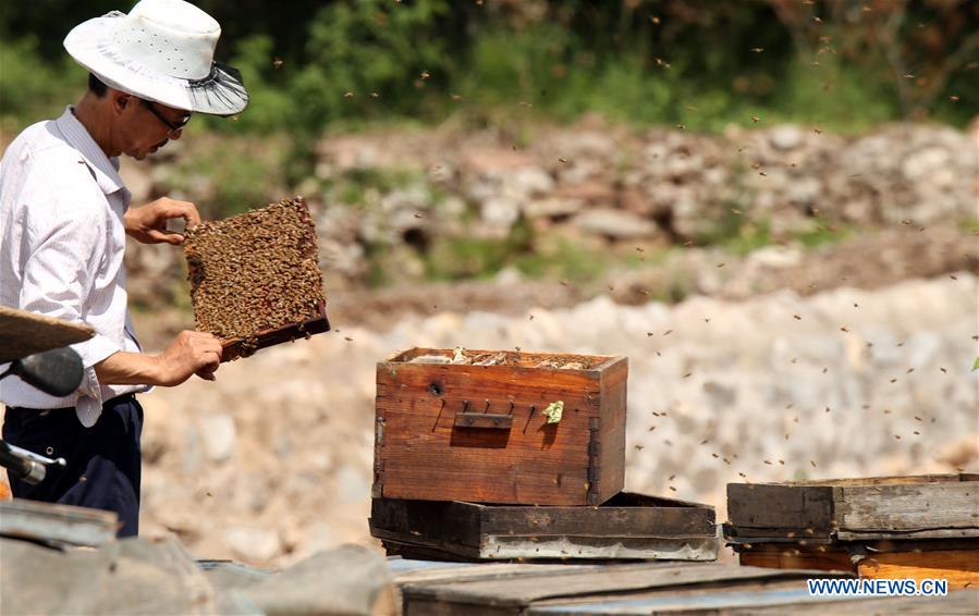 #CHINA-HEBEI-SHIJIAZHUANG-HONEY COLLECTING (CN)