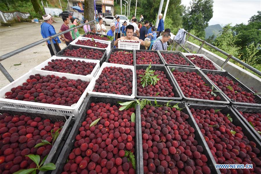 #CHINA-CHINESE BAYBERRY-HARVEST (CN)