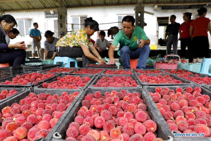 #CHINA-CHINESE BAYBERRY-HARVEST (CN)