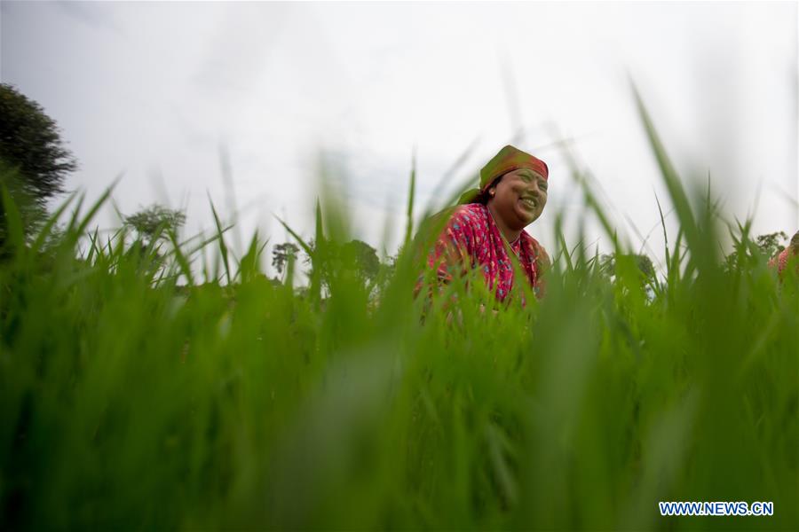 NEPAL-LALITPUR-MONSOON-PADDY FIELD