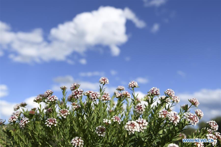 #CHINA-INNER MONGOLIA-GRASSLAND (CN)