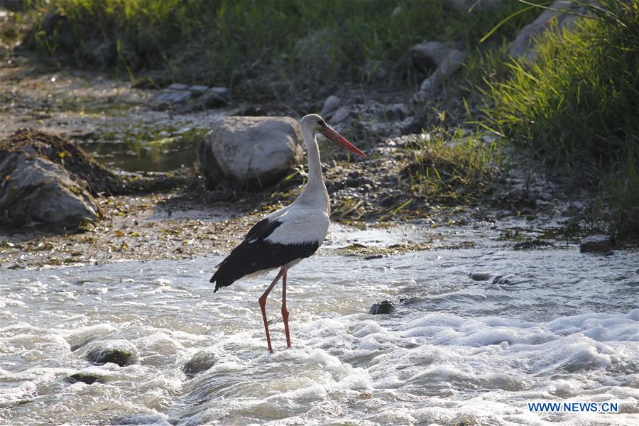 TURKEY-SAMSUN-KIZILIRMAK DELTA-SCENERY (CN)