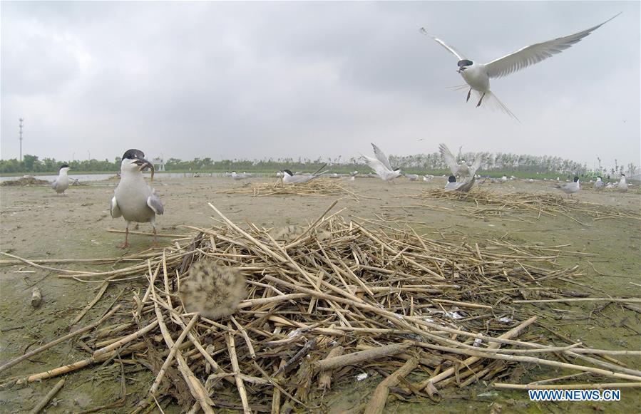 CHINA-JIANGSU-WETLAND-BIRDS (CN)