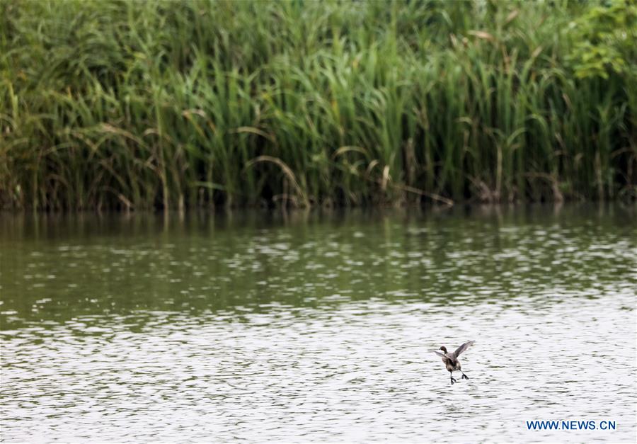 CHINA-ZHEJIANG-DEQING-WETLAND (CN)