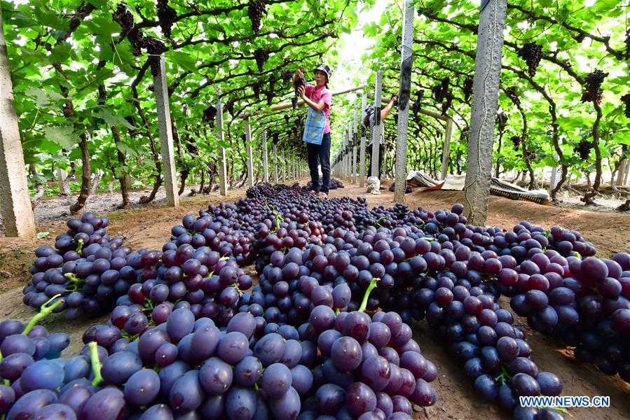 CHINA-HEBEI-TANGSHAN-GRAPE HARVEST (CN)