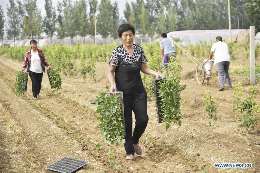 #CHINA-LESSER HEAT-FARMING (CN)