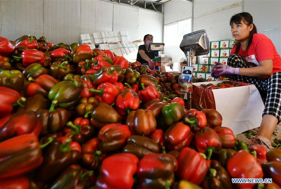 CHINA-SHANDONG-SHOUGUANG-VEGETABLE EXPORT (CN)