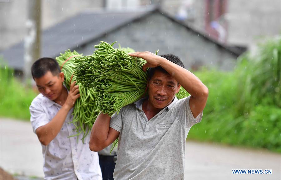 CHINA-GUANGXI-LIUZHOU-RIVER SNAIL RICE NOODLES-INGREDIENT-LONG BEAN (CN)