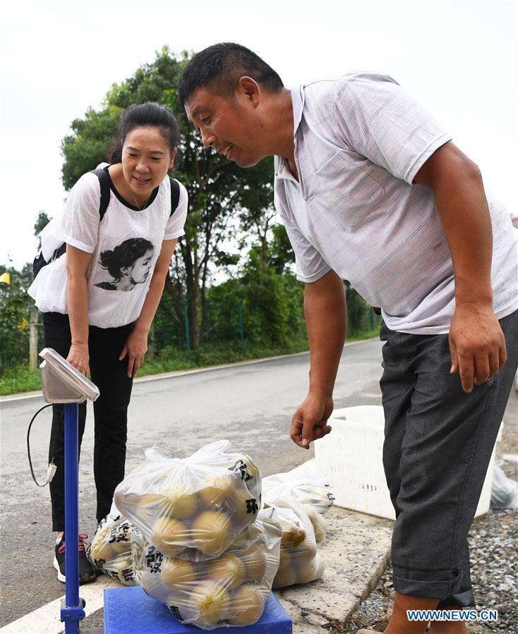 CHINA-CHONGQING-PEAR PLANTATION-POVERTY ALLEVIATION (CN)