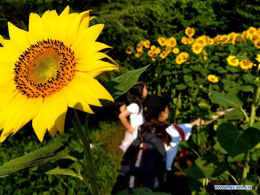 (BeijingCandid)CHINA-BEIJING-SUMMER (CN)