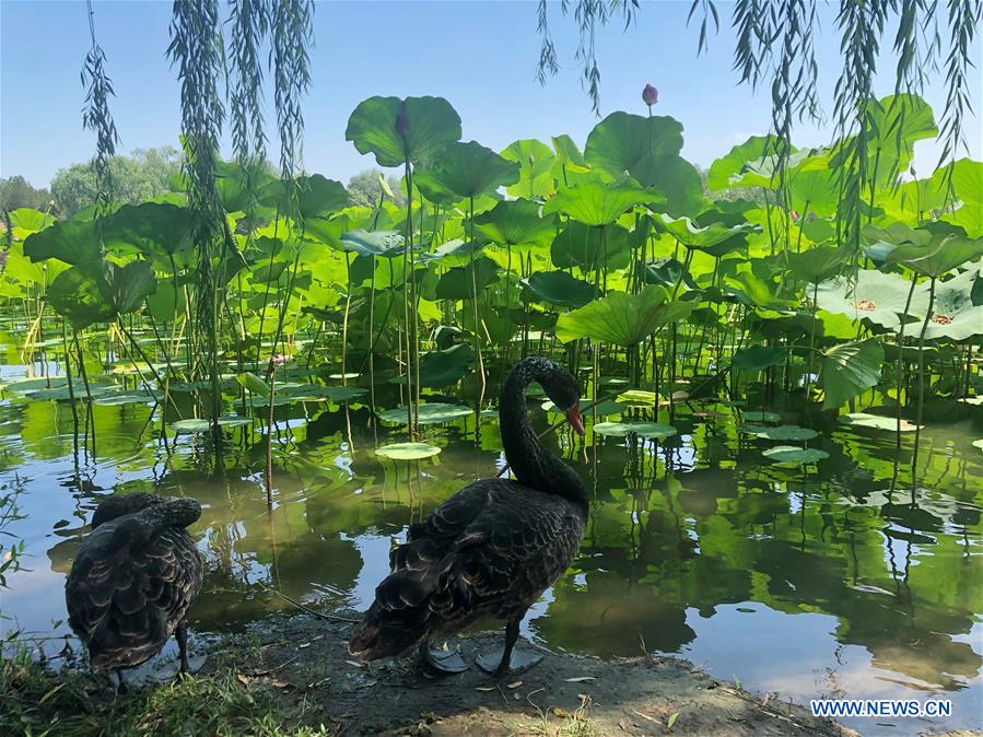 (BeijingCandid)CHINA-BEIJING-SUMMER (CN)