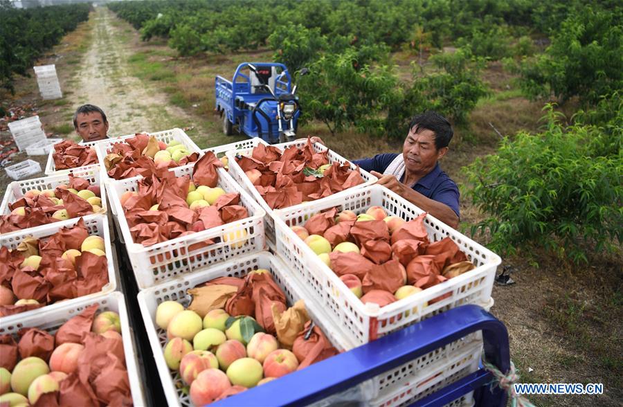 CHINA-ANHUI-MINGGUANG-PEACH (CN)