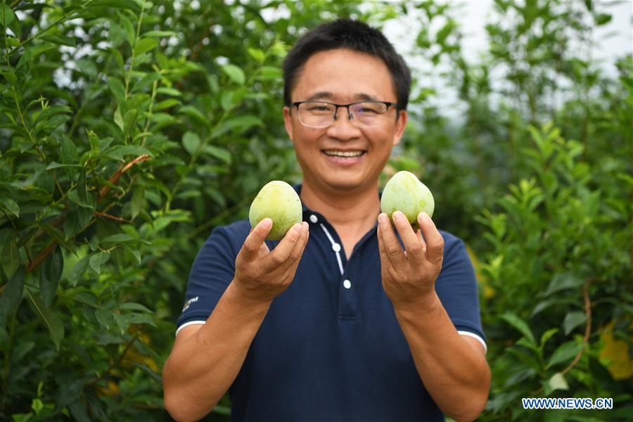 CHINA-CHONGQING-PLUM-HARVEST (CN)