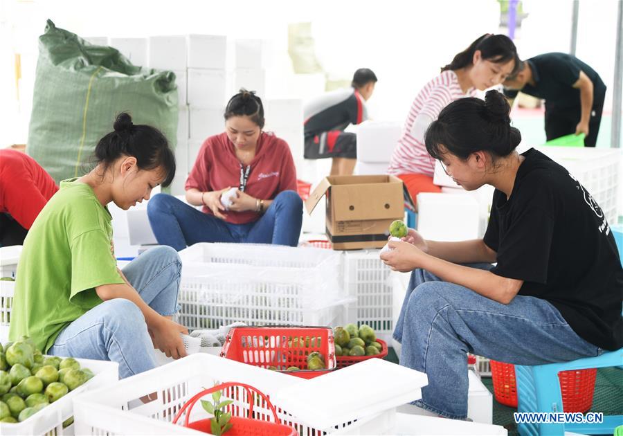 CHINA-CHONGQING-PLUM-HARVEST (CN)