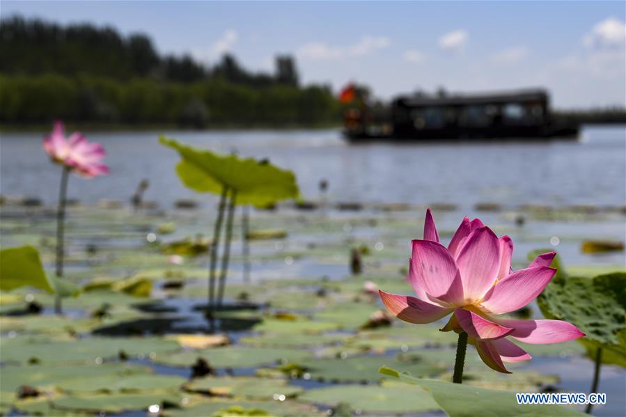 CHINA-YINCHUAN-LOTUS-BLOSSOM(CN)