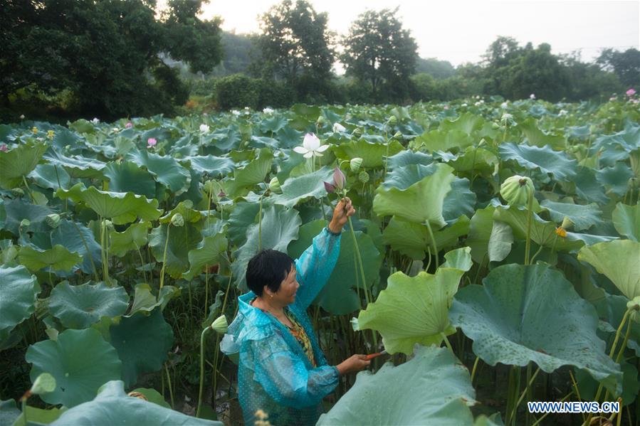 CHINA-ZHEJIANG-JIANDE-LOTUS-ECONOMY (CN)