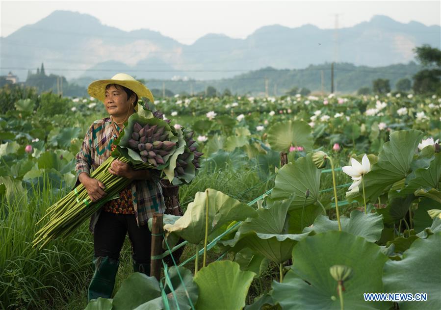 CHINA-ZHEJIANG-JIANDE-LOTUS-ECONOMY (CN)