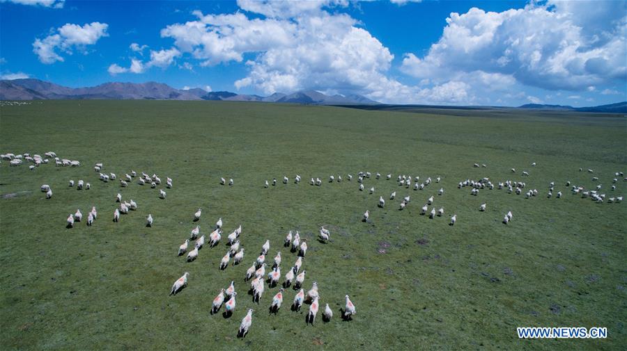 CHINA-QINGHAI-QILIAN-SCENERY (CN)